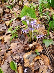 Trachystemon orientalis