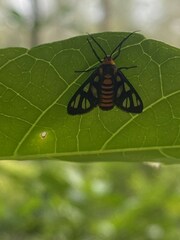 Amata huebneri