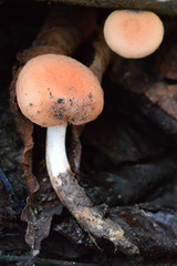 Rhodotus palmatus