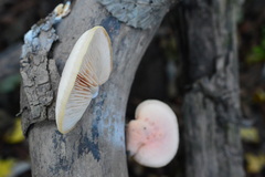 Rhodotus palmatus