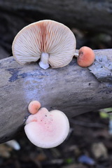 Rhodotus palmatus