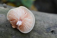 Rhodotus palmatus