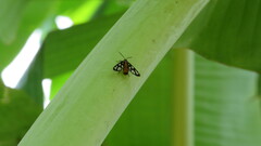 Amata huebneri