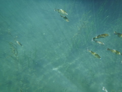 Lepomis macrochirus purpurascens