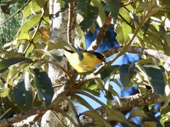 Myioborus flavivertex