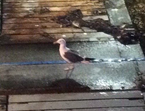 Southern Western Gull