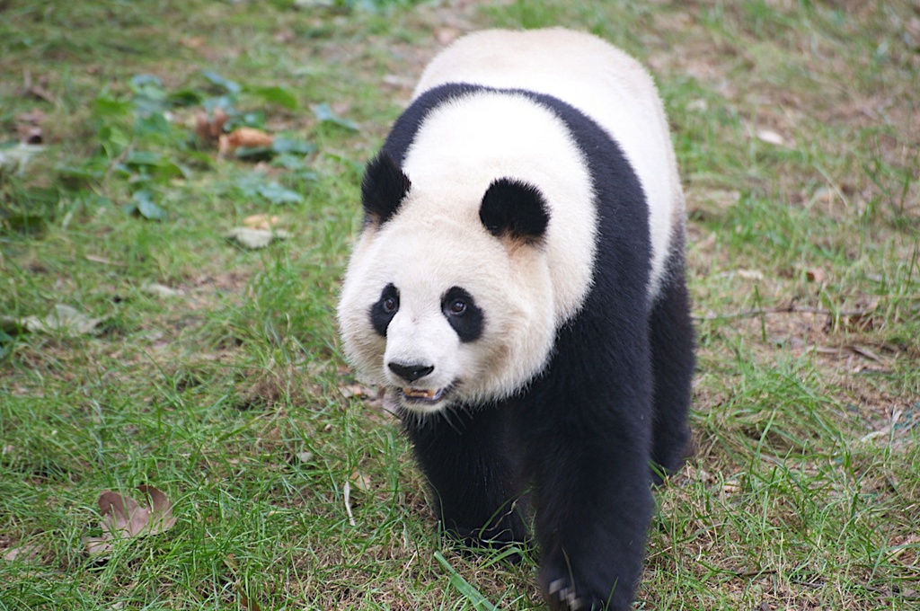 China, Sichuan Province, Chengu, Giant Panda Bear (Ailuropoda