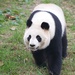 Giant Panda - Photo (c) kevinmcgill, some rights reserved (CC BY-SA)
