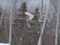 Larus glaucoides kumlieni