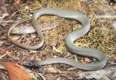 Drysdalia coronoides
