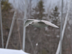 Larus glaucoides kumlieni