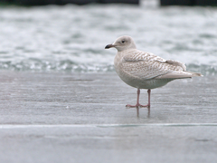 Larus glaucoides kumlieni