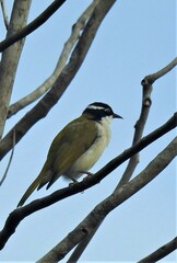 Melithreptus albogularis