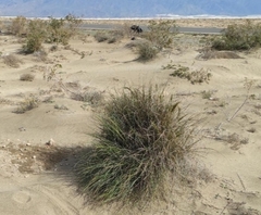 Macrochloa tenacissima