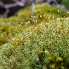 Bartramia pomiformis