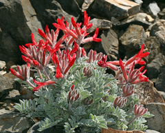 Astragalus coccineus