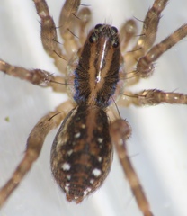 Zoicinae
