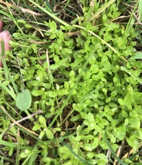 Stellaria parva