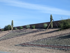 Carnegiea gigantea