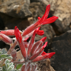 Astragalus coccineus