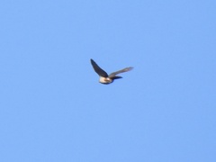 Accipiter bicolor