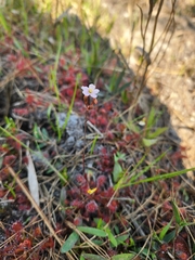 Drosera