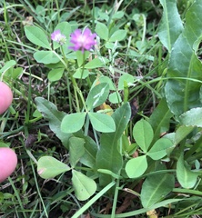 Trifolium resupinatum