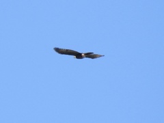 Accipiter bicolor