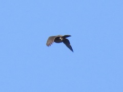 Accipiter bicolor