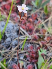Drosera
