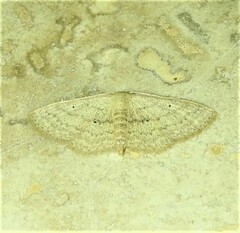 Scopula hypochra