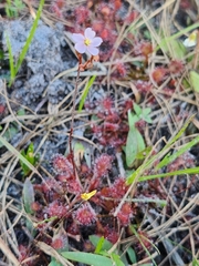 Drosera