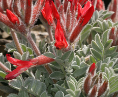 Astragalus coccineus