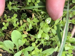 Stellaria parva