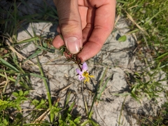 Rhexia mariana mariana