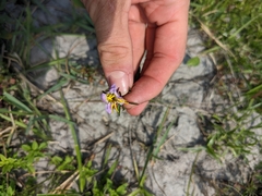 Rhexia mariana mariana