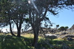 Juniperus maritima