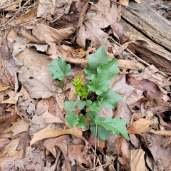 Cardamine bulbosa