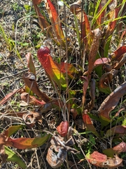Sarracenia minor