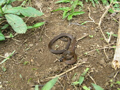 Tantilla melanocephala