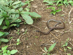 Tantilla melanocephala