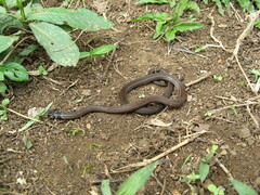 Tantilla melanocephala