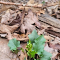 Cardamine bulbosa