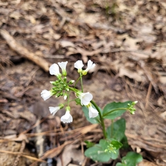 Cardamine bulbosa