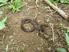 Tantilla melanocephala