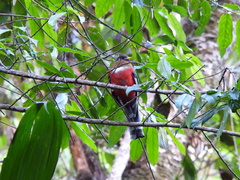 Trogon personatus