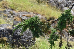 Juniperus maritima