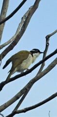 Melithreptus albogularis
