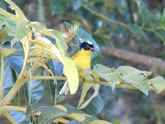 Myioborus flavivertex