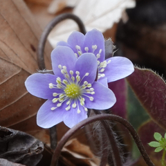 Hepatica